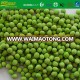 bulk green peas for sale double stringless sugar snap pea